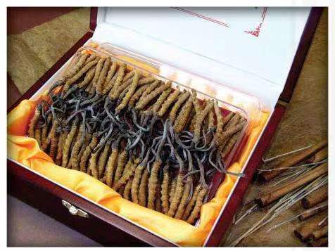 小榄镇冬虫夏草回收